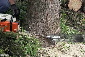 Best Pest Control for Lawns  in Sneads, FL