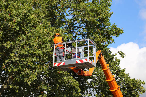 Best Tree Planting  in Sneads, FL
