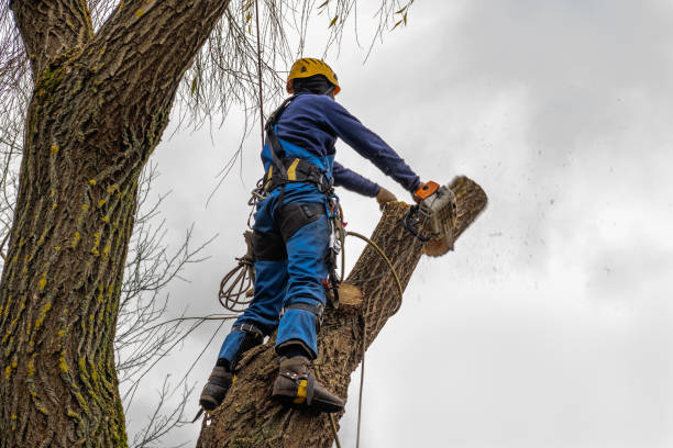 Best Tree Maintenance Programs  in Sneads, FL